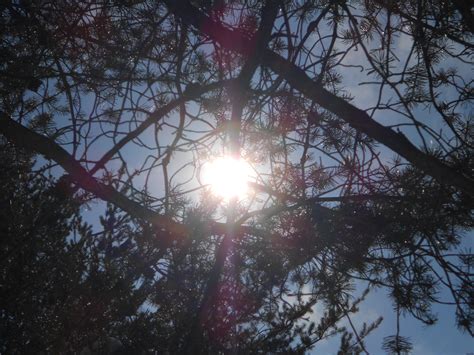 Sun through pine tree branches taken in America taken by 