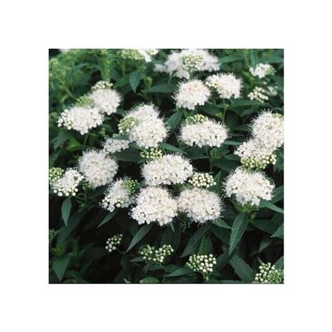 Japanese White Spirea