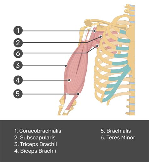 Biceps Brachii Muscle Anatomy Bodyworks Prime 57 Off