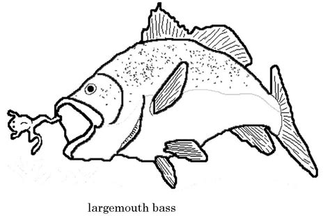 Download Bass Jumping Out Of Water Drawing at GetDrawings | Free download