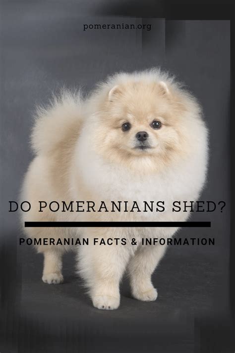 Shedding depends on the generation. Do Pomeranians Shed ? | Pomeranian facts, Pomeranian, Dogs