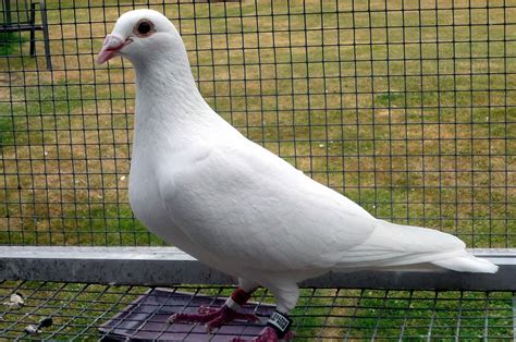 One Of The Most Amazing White Racing Pigeons Racing Pigeons Pigeon