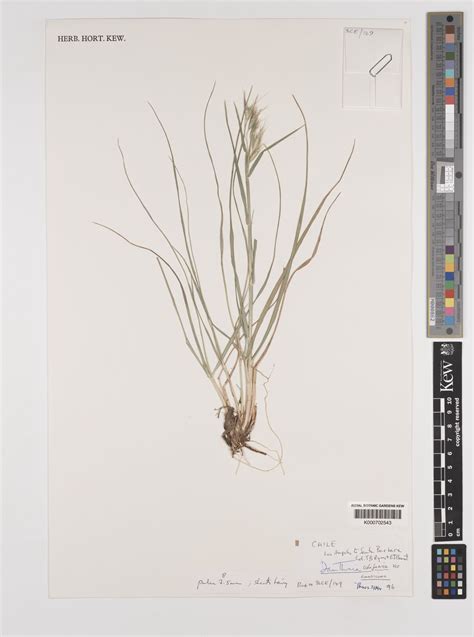 Danthonia Californica Bol Plants Of The World Online Kew Science