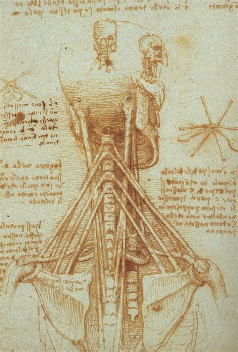 Leonardo Da Vinci The Anatomical Artist Drawing