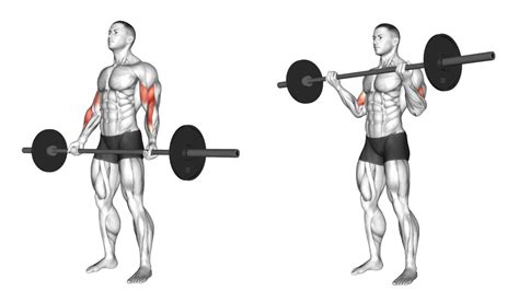 Wide Grip Barbell Curl Muscle Worked And Alternate
