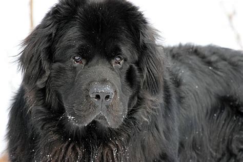 Newfoundland Dog Pictures Images And Stock Photos Istock