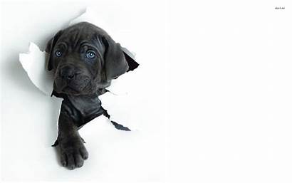 Labrador Puppy Lab Wallpapers Dogs Puppies Dog