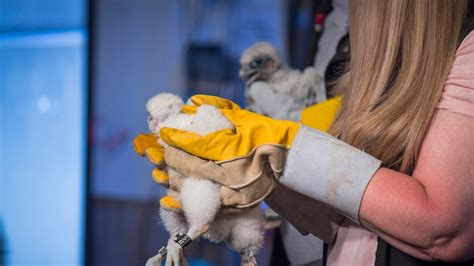 Peregrine Falcon Chicks Banded And Examined Ctv News