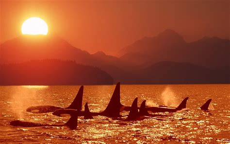 Killer Whale At Sunset Wallpapers And Images Wallpapers