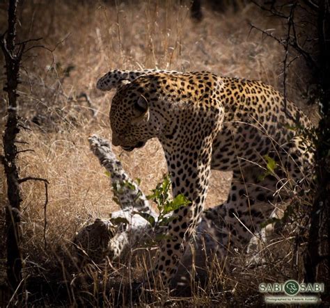 29frederik aucamp leopards mating 2 final sabi sabi private game reserve blog