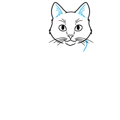 Steps To Draw A Realistic Cat