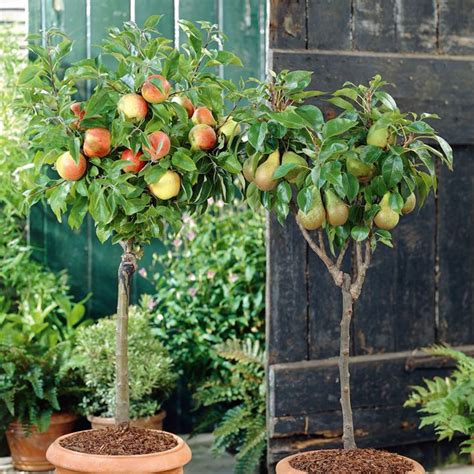 How To Grow Mango Tree In Pot Ecotek Green Living