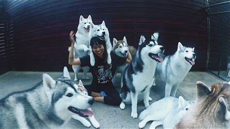 Who wouldn't want to have a coffee here?! Husky Cafe BKK | Dogs, Animals