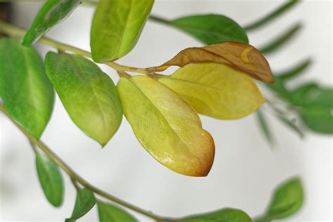 Top 14 Indoor Plant Leaves Turning Yellow