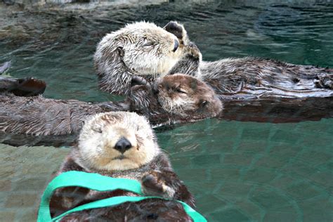 Seattle Aquarium Animals Cute Animals Otters