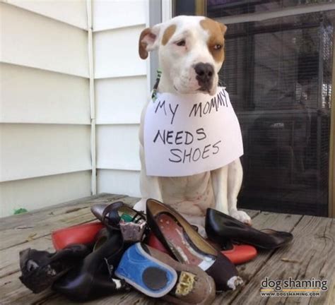.give their dogs rawhide shoes to let them get out all those chewy tendencies — without risking their dogs chewing on more valuable things, like shoes that are article continues below advertisement. This is a foster dog. I paid $4000.00 to have her legs ...