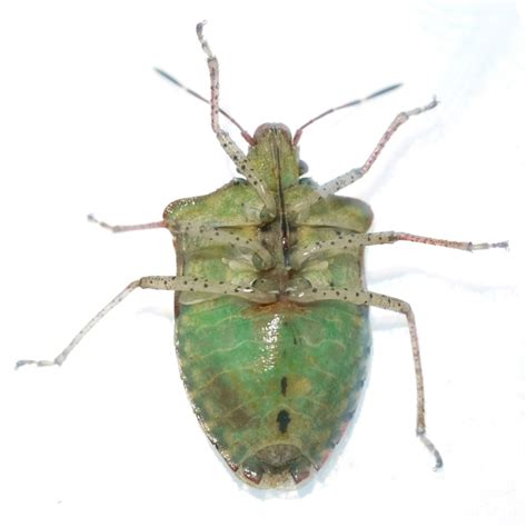 Stink Bug Euschistus Tristigmus Bugguidenet