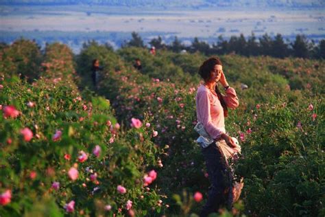 In bulgaria, iran and germany, damask roses (rosa × damascena 'trigintipetala') are used. Last Updated(Beijing Time):2011-06-07 08:29