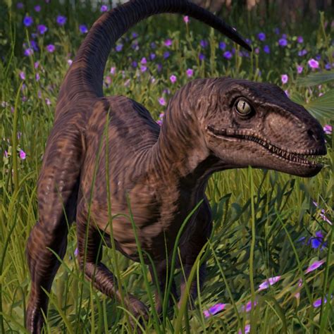 Velociraptor Jurassic World Evolution Wiki Fandom Fotos De Dinosaurios Dinosaurios