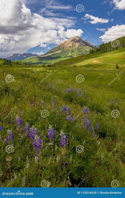 Crested Butte Wildflowers Stock Image Image Of Natural 115014539