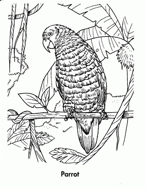 Rainforest Animal Coloring Pages Printable Sketch Coloring Page