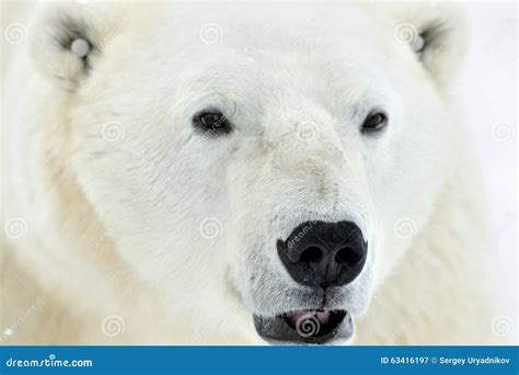 Close Up Portrait Male Polar Bear Ursus Maritimus Stock Image Image