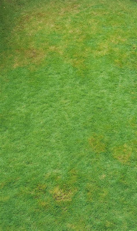 What Could Be Causing The Brown Spots Rlawncare