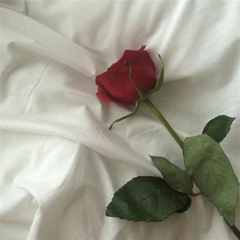 Pin By ℓιѕєтт On ╰ ᴀᴇꜱᴛʜᴇᴛɪᴄ Aesthetic Roses Flower