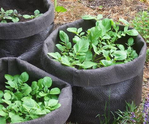 Smart Pots 10 Gallon Poly Fabric Grow Bags