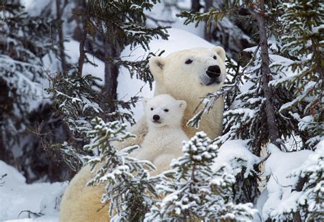 Polar Bear With Cub Photograph By M Watson Fine Art America