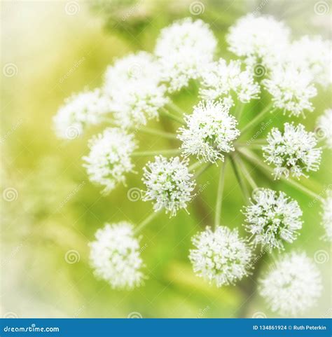 Wildflower In The Scottish Highlands Stock Photo Image Of Hogweed