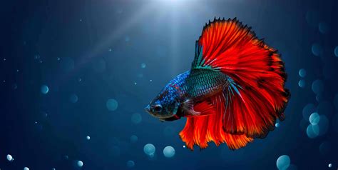 40 Facts About Betta Fish The Siamese Fighting Fish