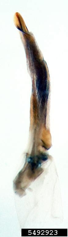 Northern Corn Rootworm Diabrotica Barberi