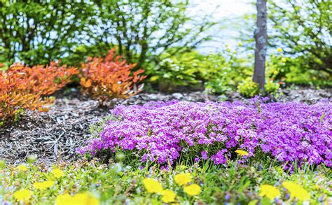 Dammann S Garden Company Groundcover Plants That Thrive In The