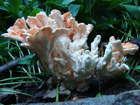 Illinois Edibles Mushroom Hunting And Identification
