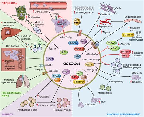 Roles Of Exosomes In Metastatic Colorectal Cancer American Journal Of