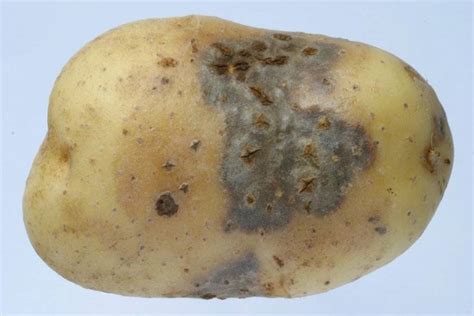 Болезни Картофеля Фото Лечение Telegraph