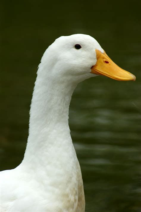 Free Photo White Duck Animal Beak Bird Free Download Jooinn
