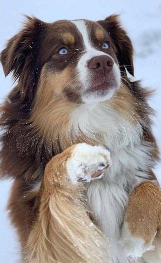 Adorable Australian Shepherd Puppies Playing In The Snow