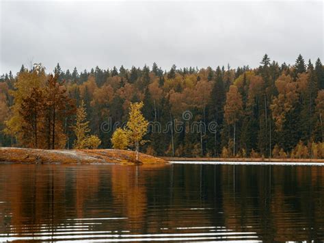 Forest Lake Shore Landscape Summer Forest Lake Shore Panorama Stock