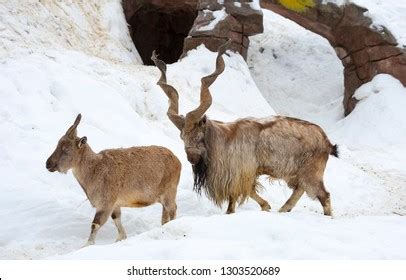 Clov | complete clover health investments corp. Markhor Images, Stock Photos & Vectors | Shutterstock