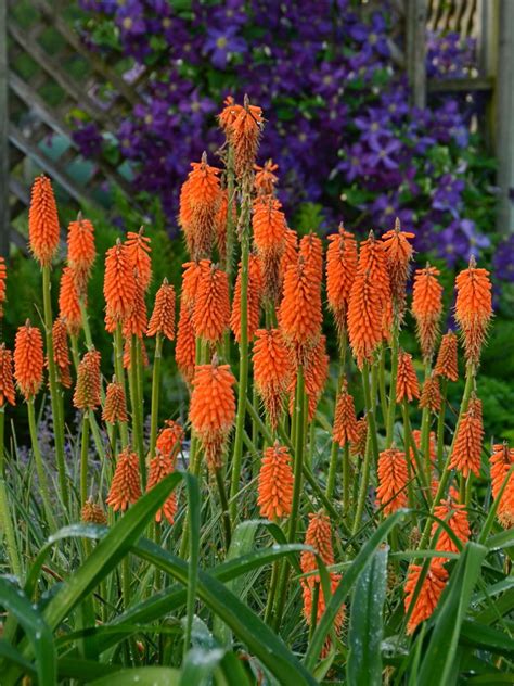 Perennial Flowers For Sunny Areas