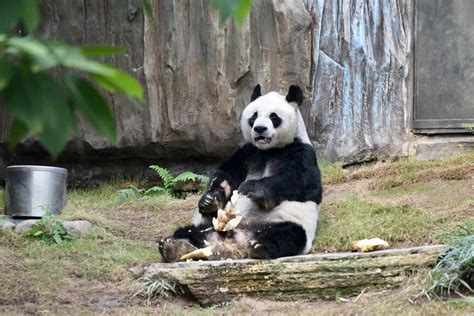 An An Worlds Oldest Male Giant Panda Dead At 35 In Hong Kong