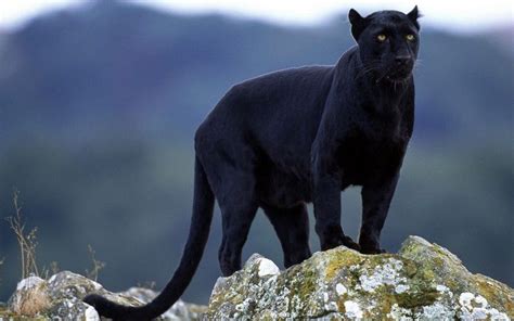 Black Mountain Lion Puma Large Cats Big Cats Rare Animals Animals