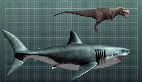 Getstunned Megalodon Largest Shark That Ever Lived