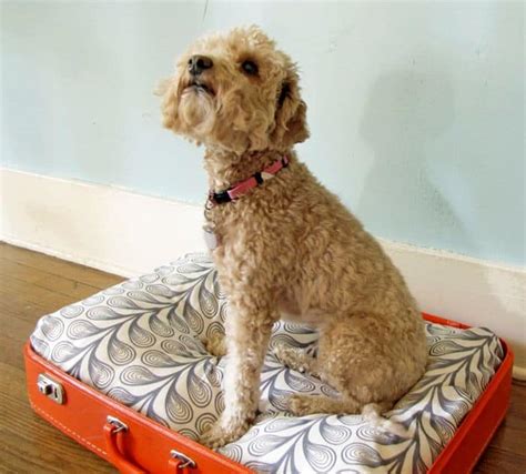 16 Diy Dog Bed Designs Custom Build A Bed For Your Pooch