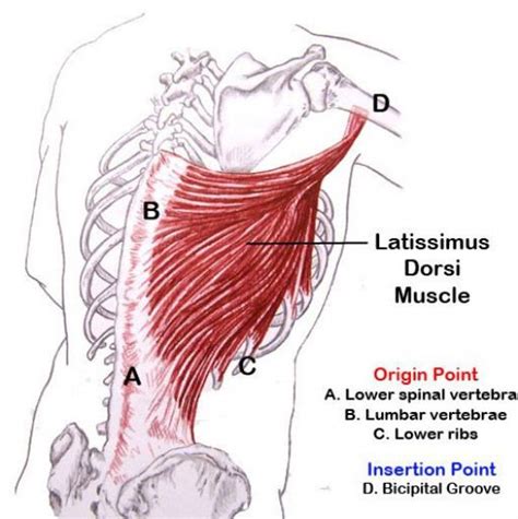 Image Result For Latissimus Dorsi Connections Backpain Latissimus