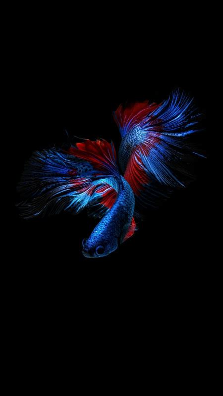 Wallpaper For Super Amoled Display Amoled Wallpapers