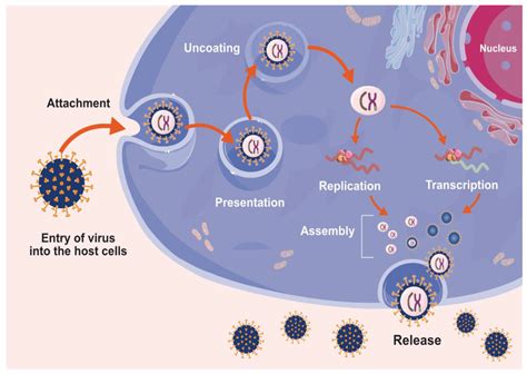 Mechanism Of Virus Entry And Replication In Host Cells Download
