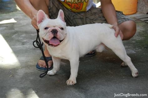 To furnish guidelines for breeders who wish to maintain the quality of their breed and to improve it; Toy French Bulldog Full Grown Wow Blog | Dog Breeds Picture
